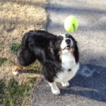 The picture shows a dog, poised to catch a ball to represent the importance of timing.