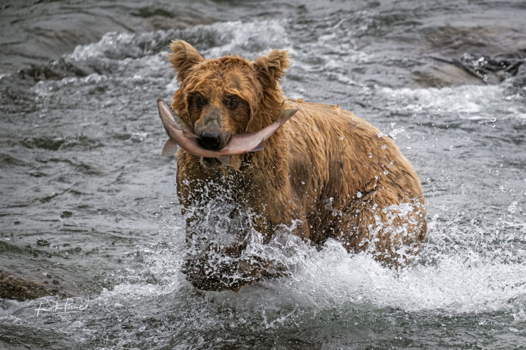 A bear catching a fish in Alaska.