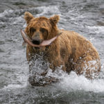 A bear catching a fish in Alaska.