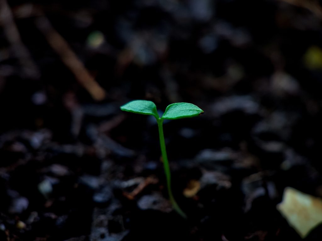 The picture shows a plant growing to represent sustainable growth.