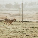 This picture of a cheetah represents speed because it may be prudent to convert to a Mega Backdoor Roth quickly.