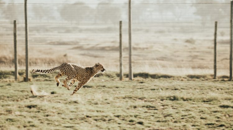 This picture of a cheetah represents speed because it may be prudent to convert to a Mega Backdoor Roth quickly.
