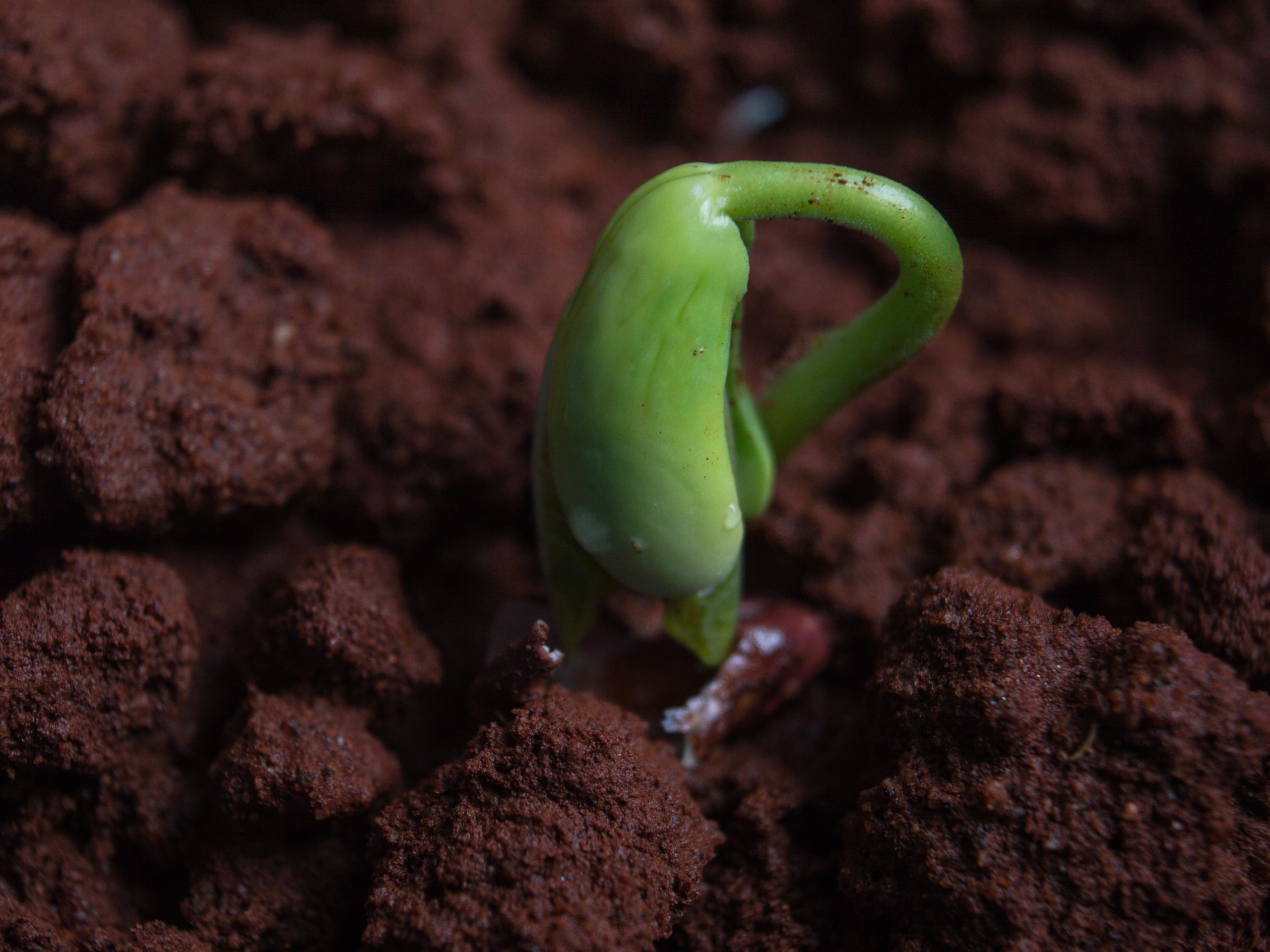 The picture shows a seedling, to represent the founding of Sensible Financial and their emphasis on family economics.