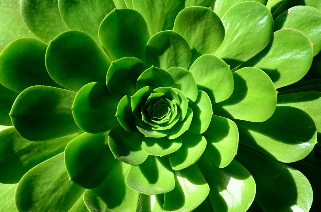 The picture is of a green, succulent plant to represent sustainable investing.