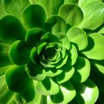 The picture is of a green, succulent plant to represent sustainable investing.