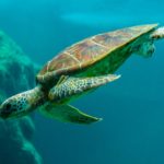 This is a picture of a turtle which we compare to a bond in this article.