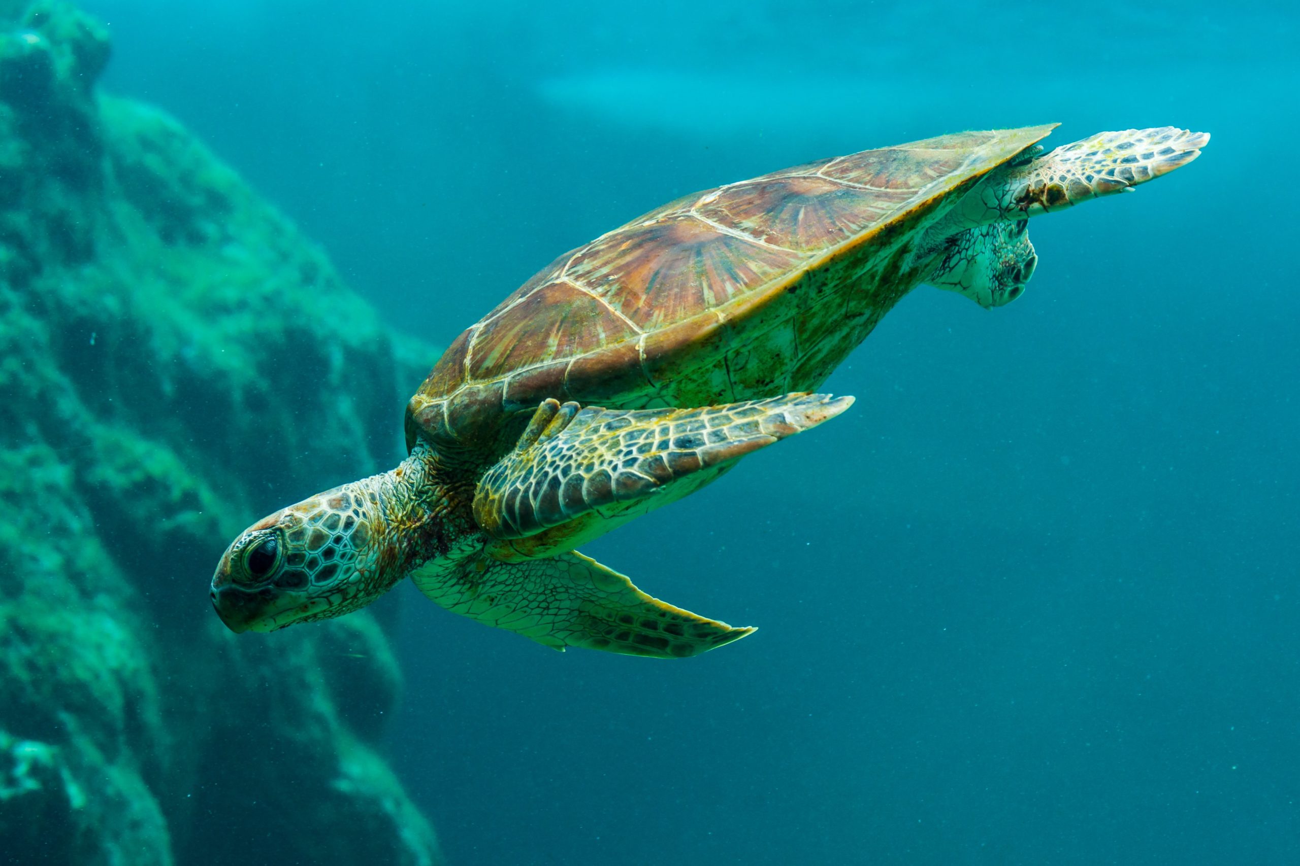 This is a picture of a turtle which we compare to a bond in this article.