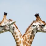 The picture is of two giraffes looking in opposite directions. This represents the differences between banks and custodians.