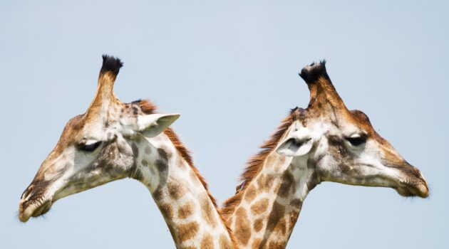 The picture is of two giraffes looking in opposite directions. This represents the differences between banks and custodians. 