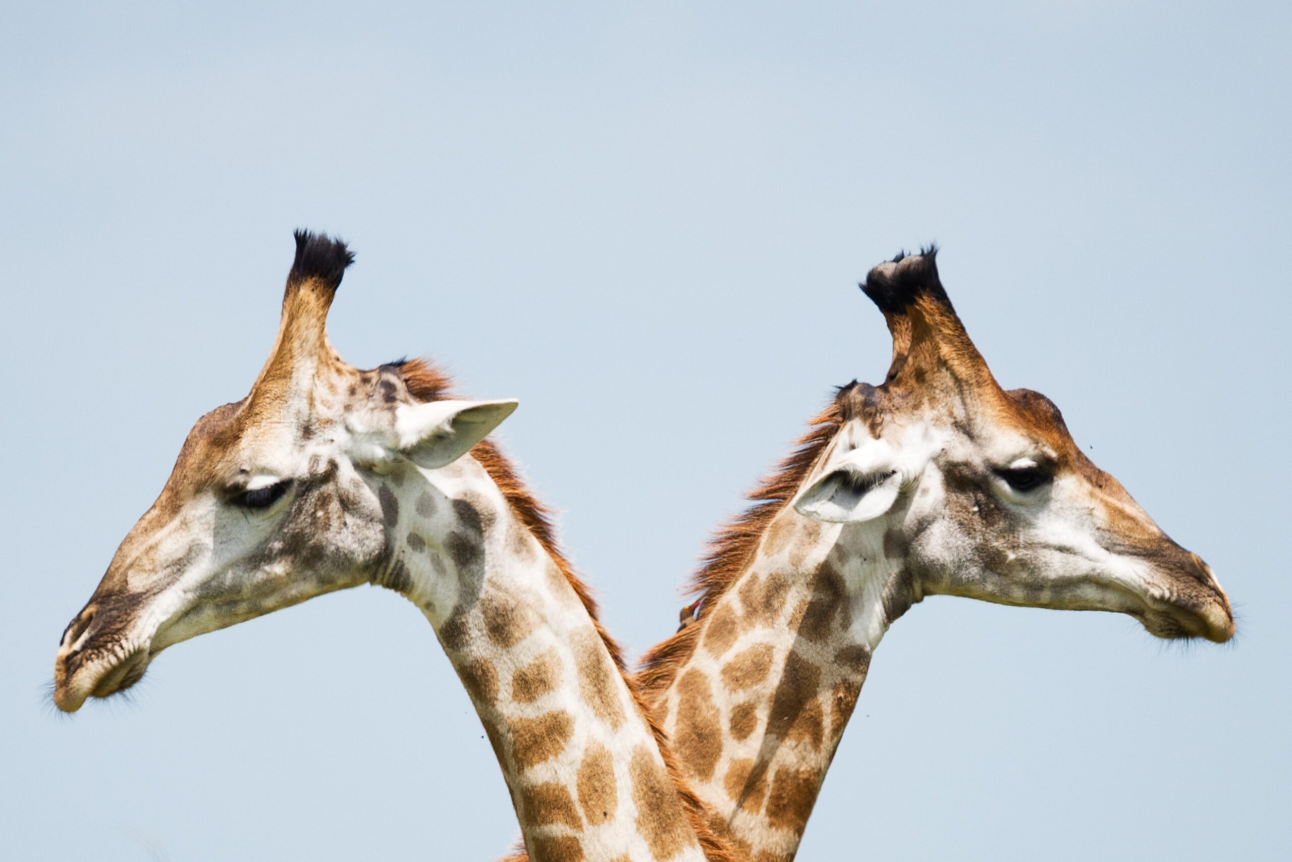 The picture is of two giraffes looking in opposite directions. This represents the differences between banks and custodians.