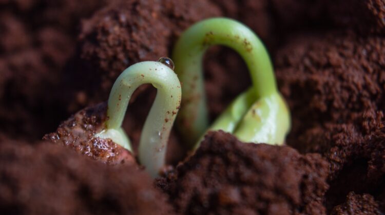 The picture is of seedlings sprouting to represent growth and income investing.