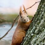 The picture shows a squirrel with a look of surprise and disbelief on his face because he's never heard of a Letter of Instruction.