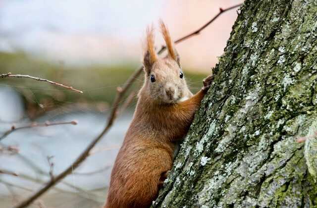 The picture shows a squirrel with a look of surprise and disbelief on his face because he's never heard of a Letter of Instruction.