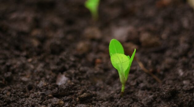The image is of a seedling sprouting to represent the two new Sensible team members.