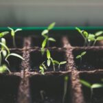 The picture is of plants sprouting to represent growing savings accounts.