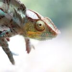 The picture shows a confused lizard because the bond market dysfunction may seem confusing.