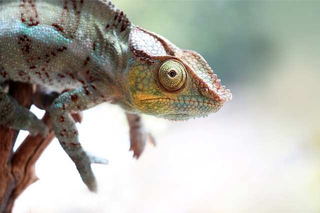 The picture shows a confused lizard because the bond market dysfunction may seem confusing.